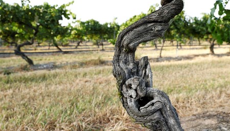 The Mothervine Experience