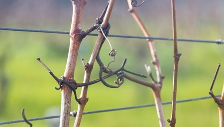 Vertical Cabernet Tasting
