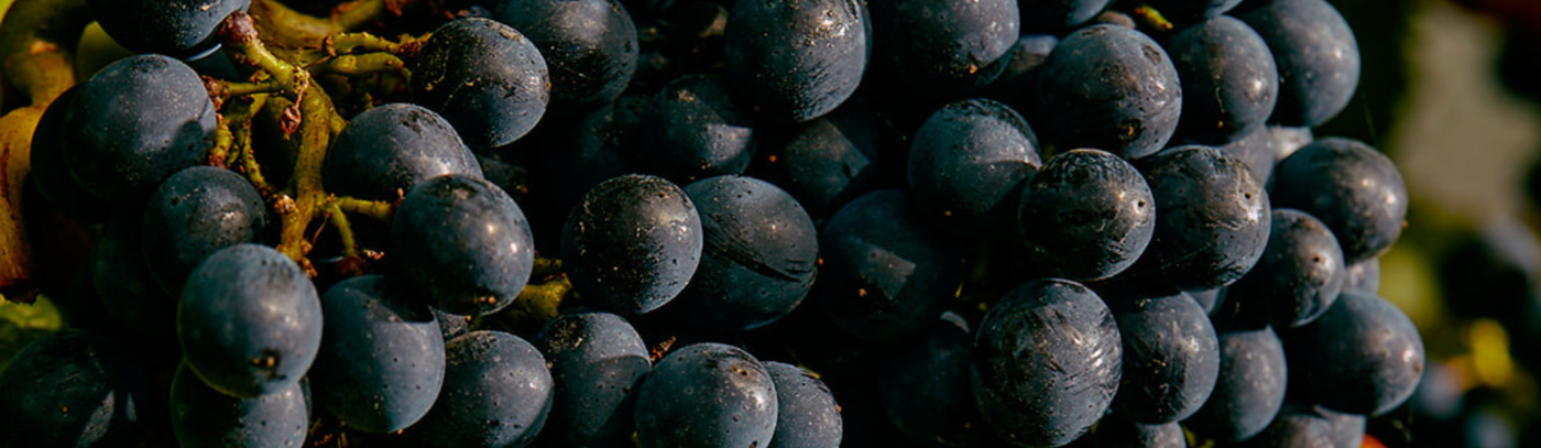 Don't miss the Pinot Noir Celebration Australia 2023