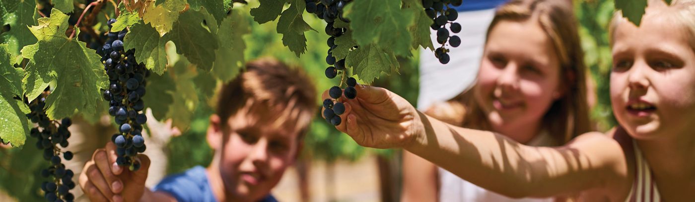 Jacob's Creek: I See You Like This