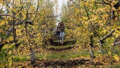 The Huddle comes to Printhie Wines