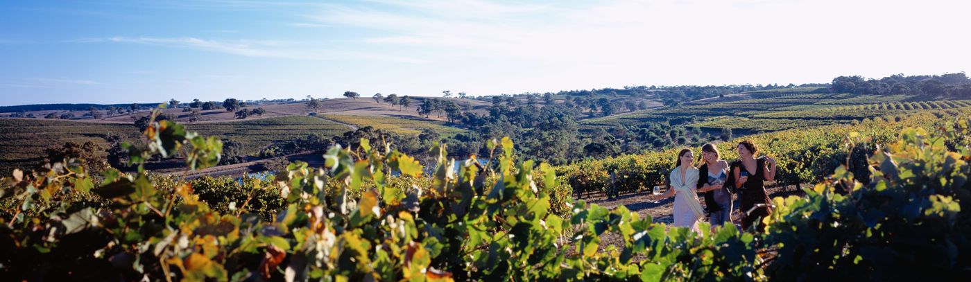 Tour the Barossa with Tours by Marquee