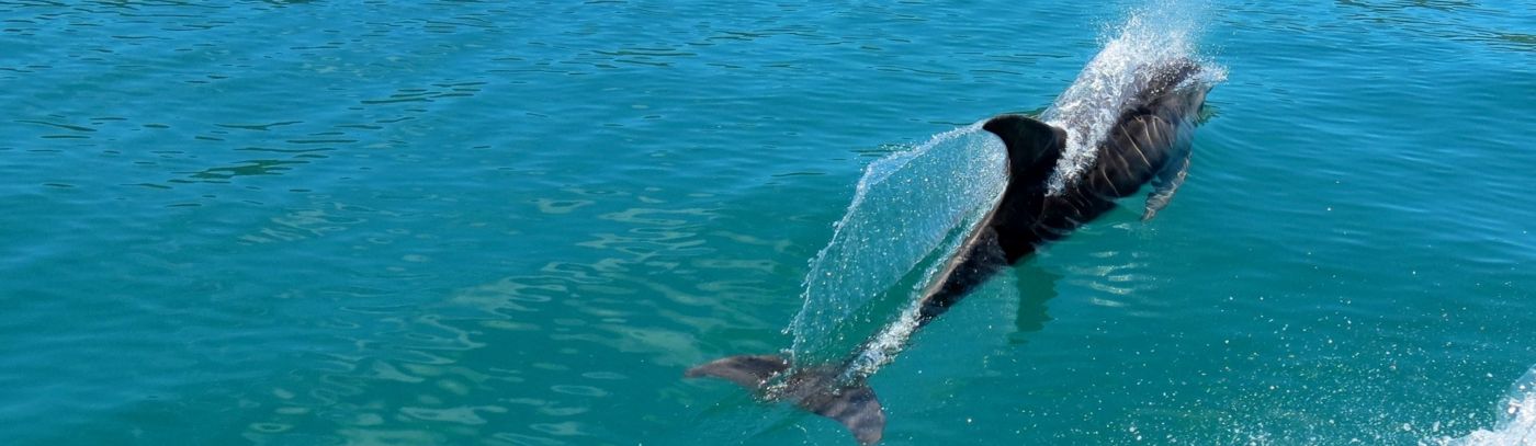 Premier Travel Tasmania