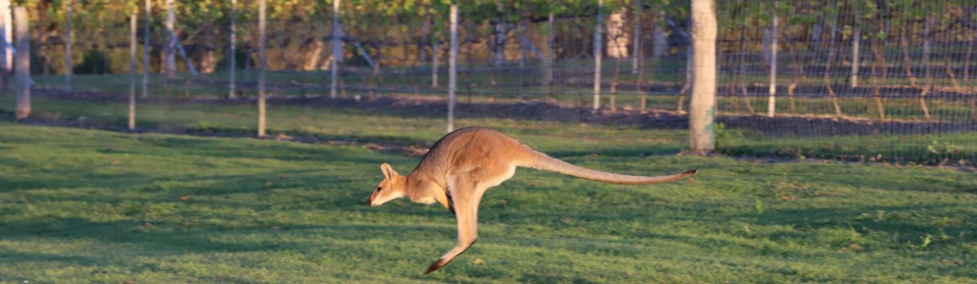 Winery Tour & Taste with 2 Course Lunch at Cellar door