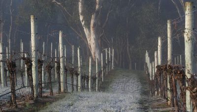 Winter in the Wineries