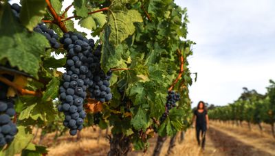 International Cabernet Day - 30 August